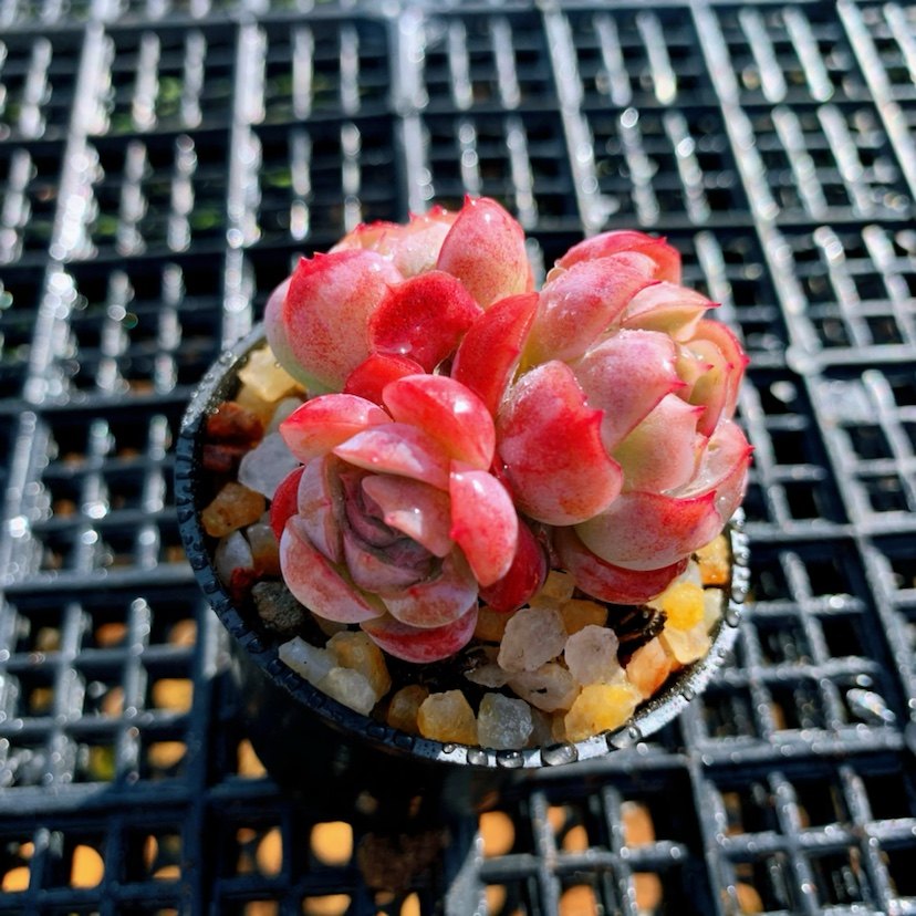 精品精控韩货贵货奶油胭脂香水贝瑞群生小老桩含盆土新手好养肉肉