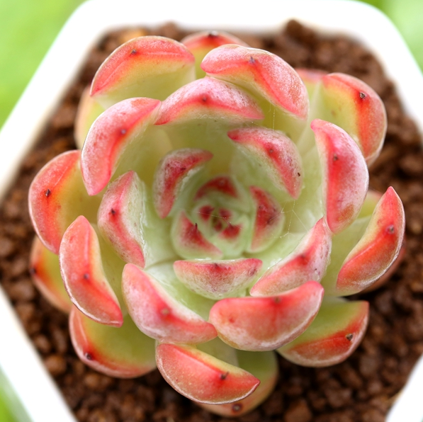 多肉叶片植物欧美进口小桃桃红正版叶插苗小苗多肉植物