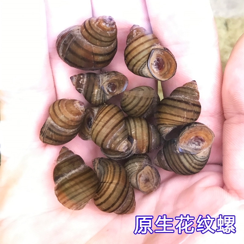 花纹脆螺淡水石螺活体田螺鱼缸清洁冷水原生水族宠物除藻观赏螺