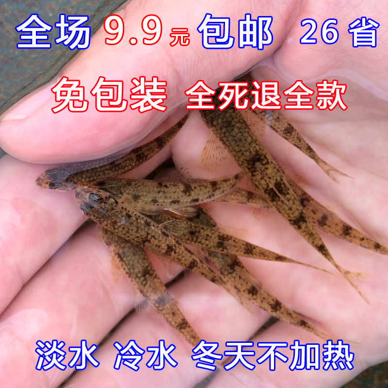 小鳔鮈底栖观赏鱼活体水族宠物中国原生鱼群游小型淡水冷水鱼除藻