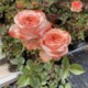 切花玫瑰方可桃季高脚杯盆栽月季花卉庭院室内阳台多季开花苗花卉