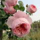 舍农索城堡的女人们藤本小苗杄插大花浓香多季节开花蔷薇玫瑰庭院