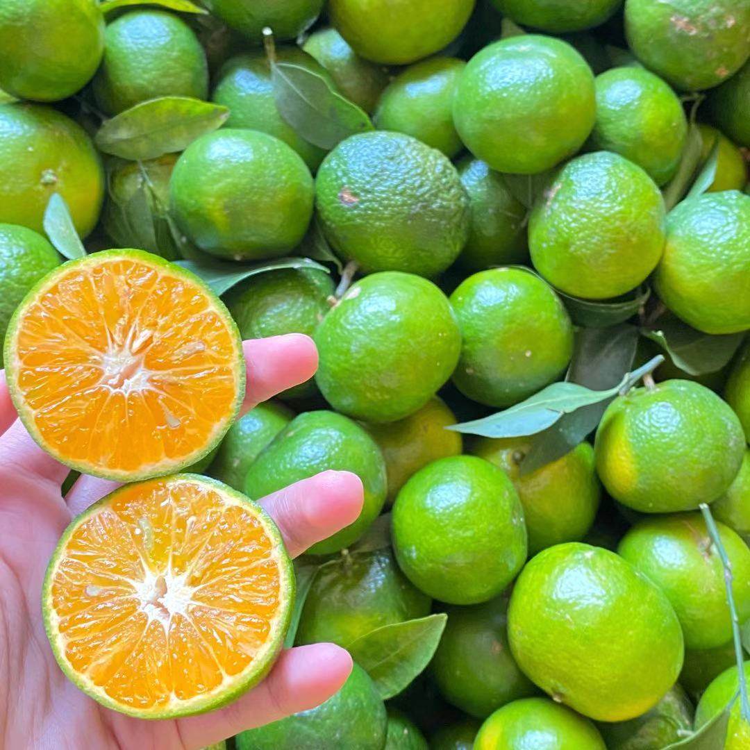 广东包邮整箱四会正宗特产山地清香青皮蜜桔纯甜无酸10斤新鲜水果