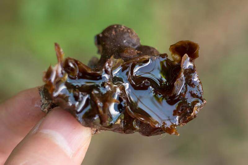 云缅铺子1斤包邮云南野生蜂蜜土酸蜂蜜无刺蜂蜜土蜂蜜纯正