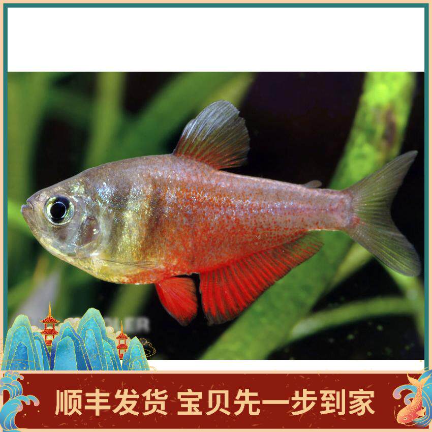 火焰旗鱼 火焰鳍灯鱼