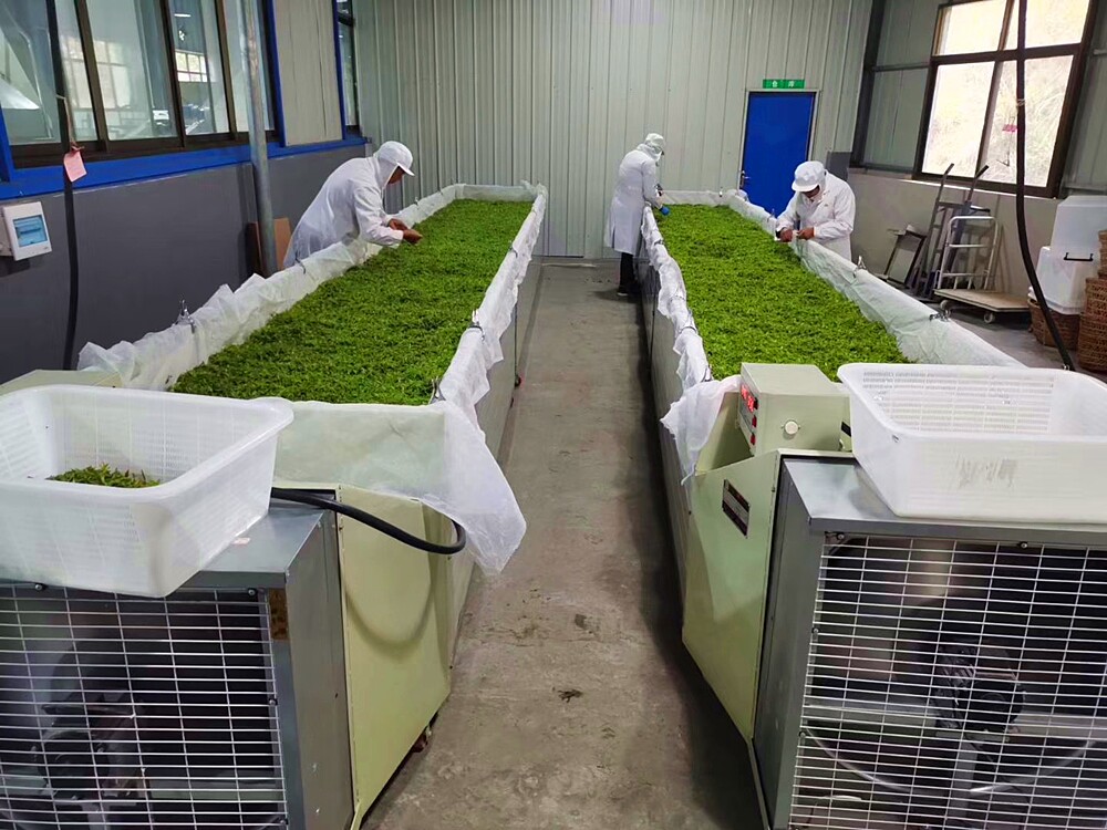 茶叶机械会所的优惠券大全—红茶萎凋机晾青茶叶萎凋槽摊凉机茶叶萎凋