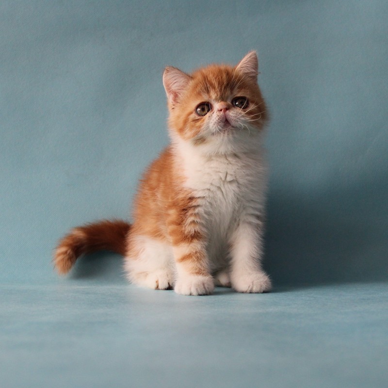 橘猫 纯种_南京唐钰纯猫店--cfa血统红白加菲猫弟弟-纯种加菲-橘猫