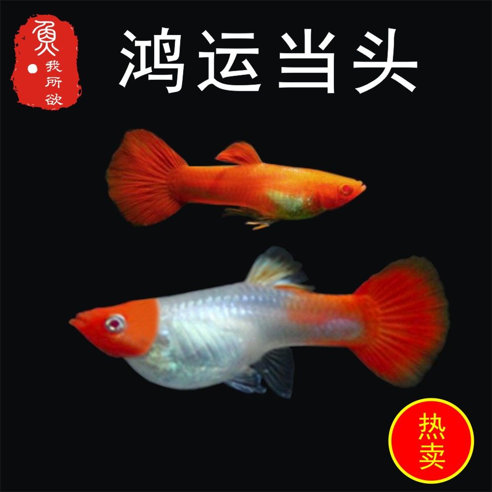 鸿运当头孔雀鱼双分水活体孕母临产胎生鱼热带鱼繁殖下崽狂魔鱼