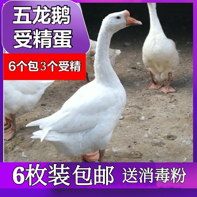 大三花鹅蛋可孵化种蛋受精蛋新鲜农家散养6枚包邮