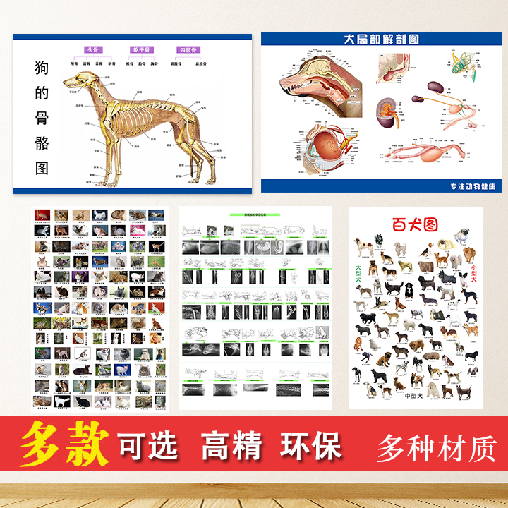 犬骨骼图解剖图宠物狗解剖挂画结构狗骨头装饰自粘海报宠物店贴画