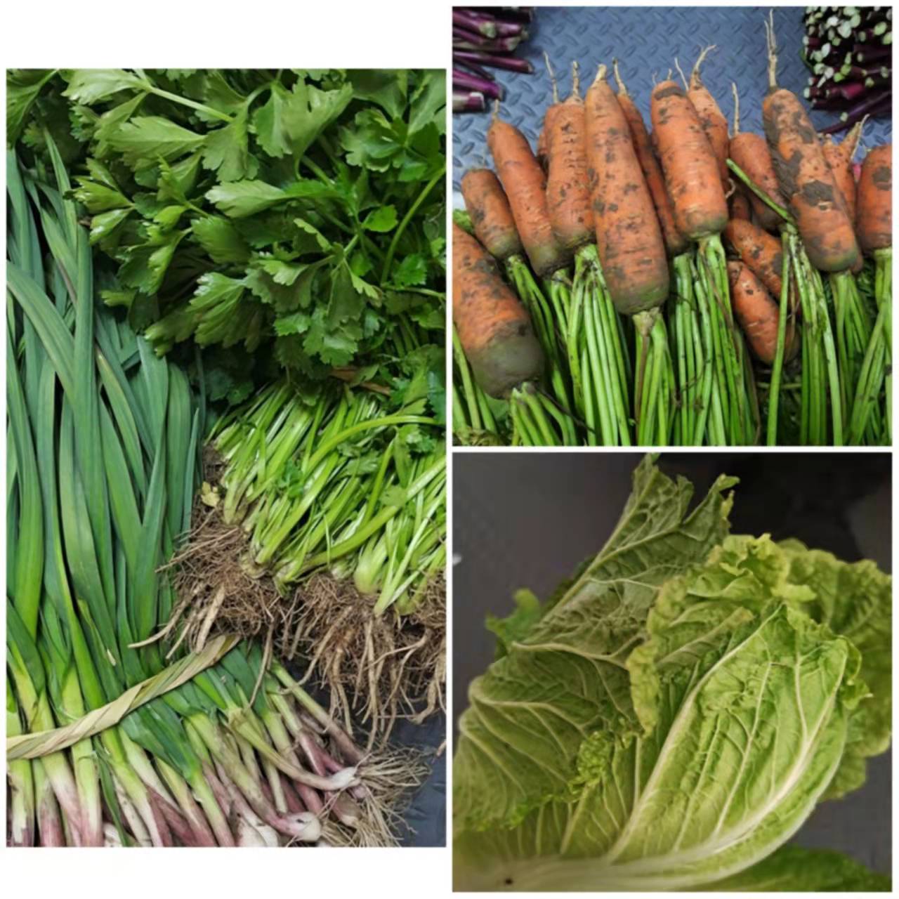 蔬菜种植时间的选择按季节播种,适合春季播种的蔬菜 - 篇篇花草网