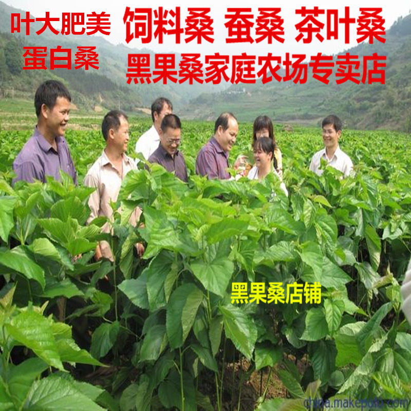 饲料桑蚕用蛋白桑葚树苗嫁接强桑1号农桑苗大叶高野桑苗高产量