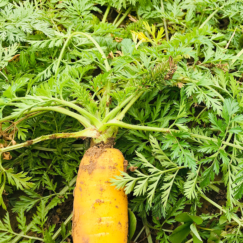 湖北农家新鲜萝卜现挖胡萝卜有机蔬菜脆嫩香甜生吃水果榨汁1斤装_6折