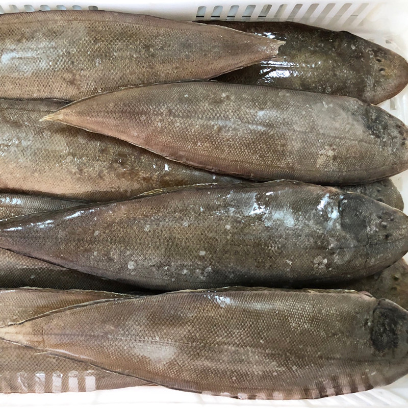 鱼品汇野生海鲜-龙利鱼野生新鲜活冻大