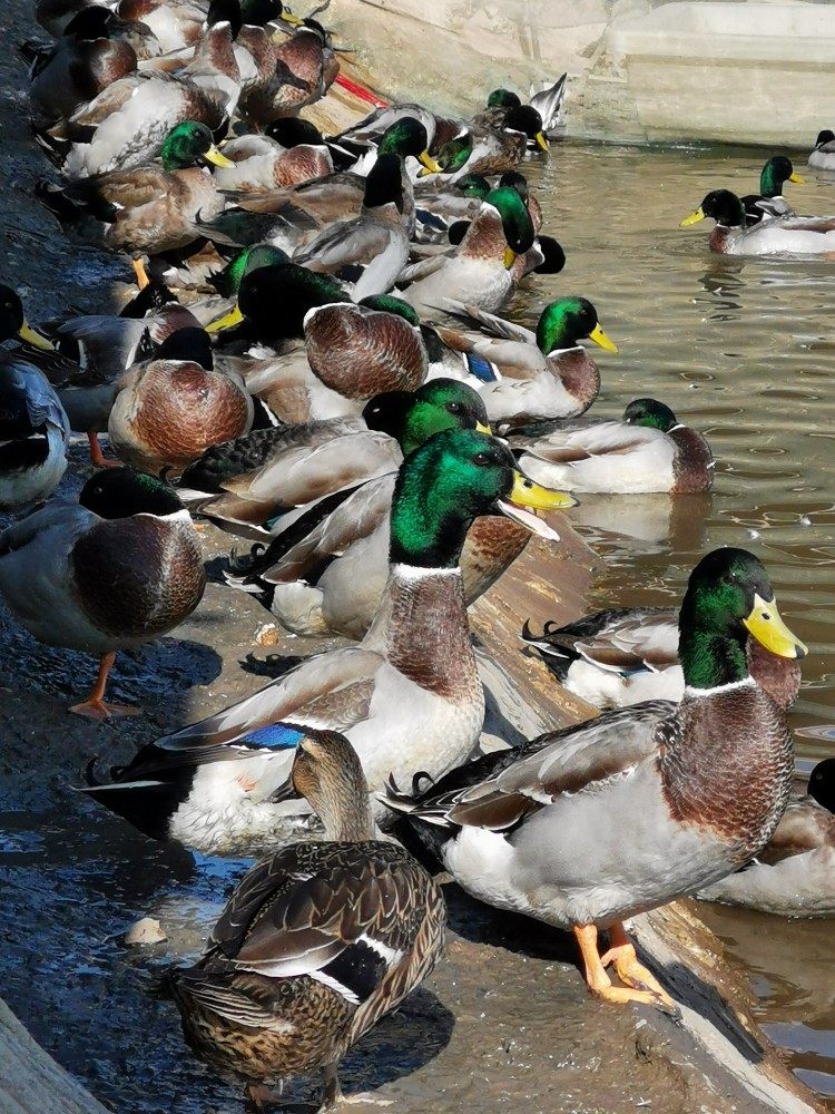 顺丰空运湖北洪湖飞鸭新鲜鸭子老飞鸭麻鸭公鸭青头鸭
