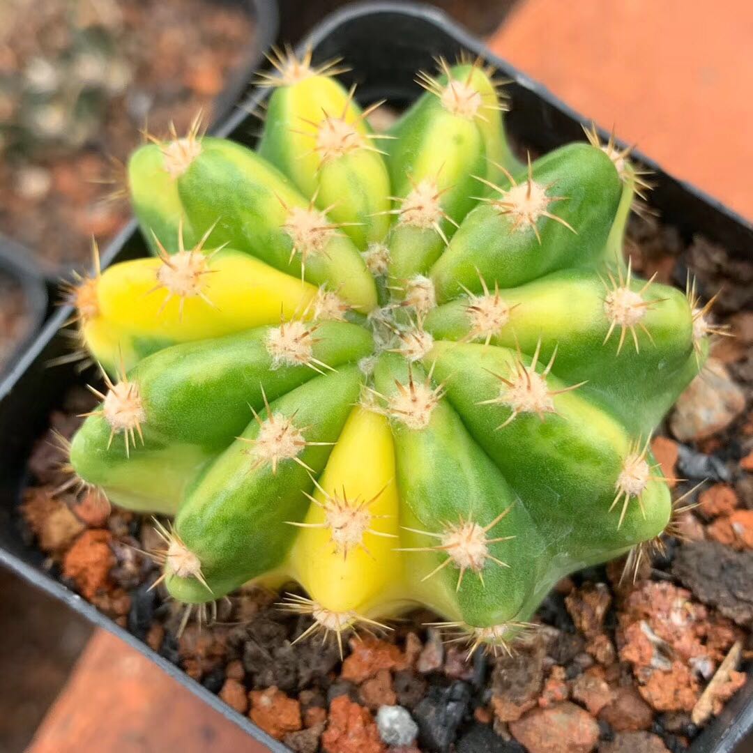 漳州嘟嘟多肉植物园艺场【大豪丸锦仙人球】量大批 发自根非实生