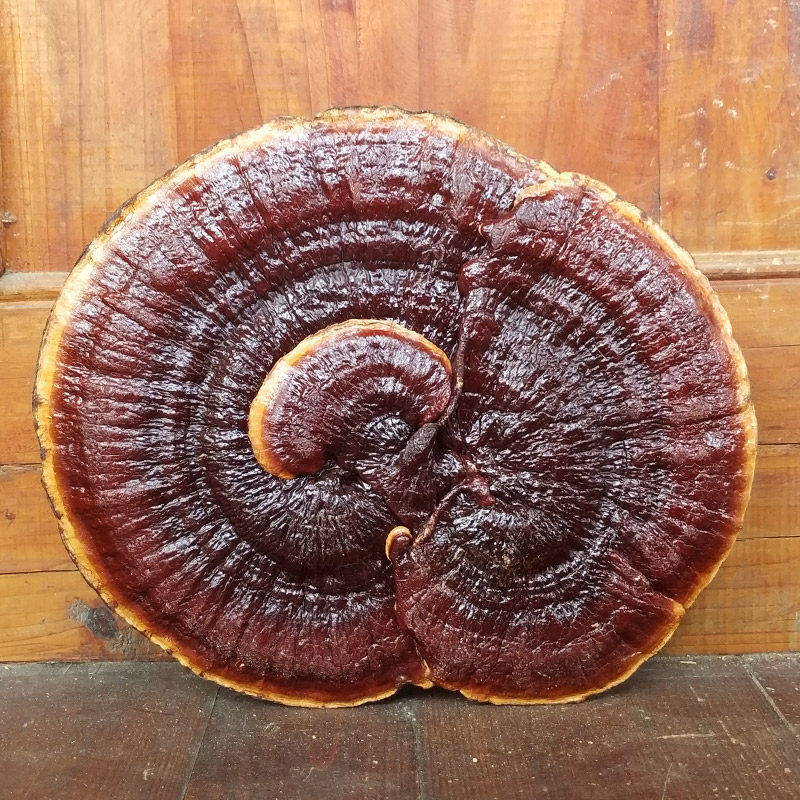 3050整枝特大灵芝赤灵芝野外生长自然紫灵芝观赏摆件可切片灵芝