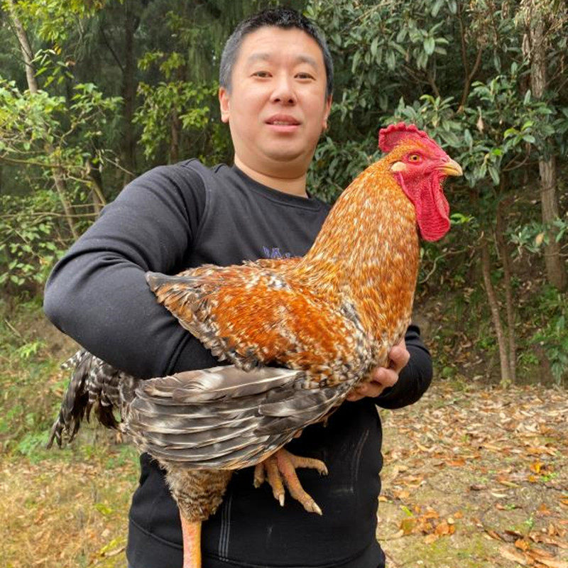 大型鸡种蛋金芦花鸡种蛋受精蛋可孵化纯种鸡苗土鸡种蛋30枚包邮