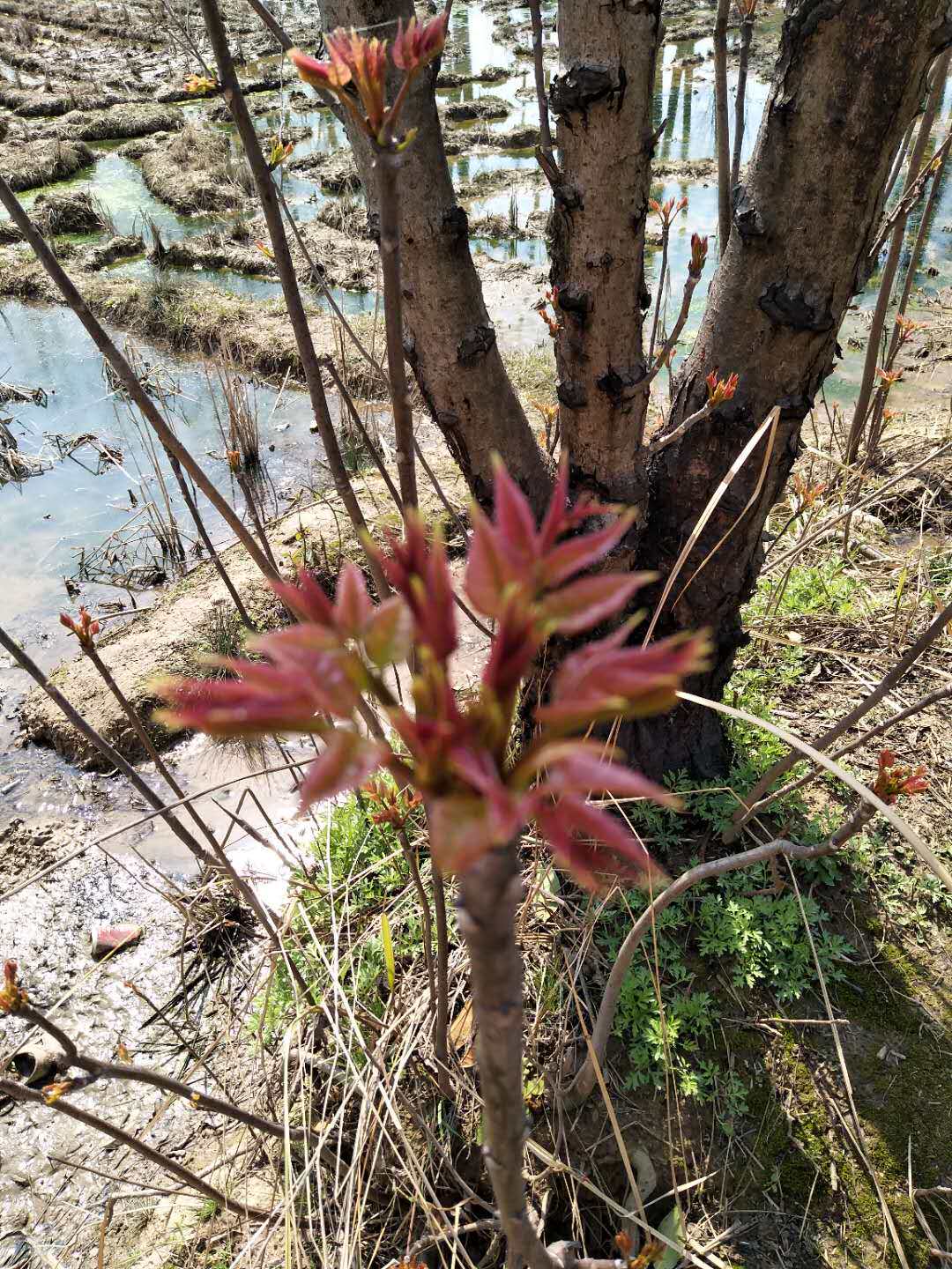 2018年头茬香椿芽 野生 露天红香椿安徽老家农村农家现摘现发2斤