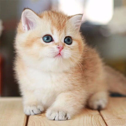 纯种金渐层猫ny12英短幼猫小奶猫幼崽英国短毛猫赛级活体活物猫咪