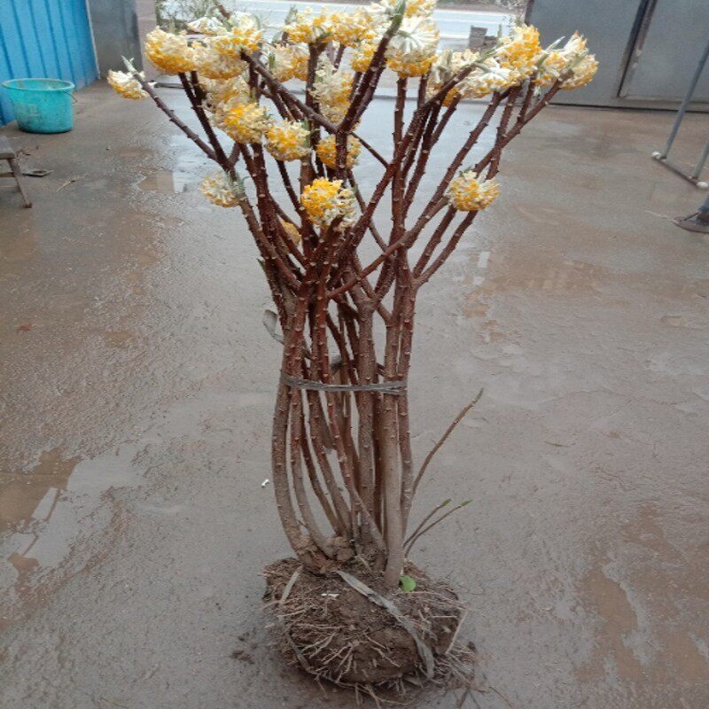 00折后价￥25结香树苗丛生结香苗庭院园林绿化结香花苗木金腰袋打结花