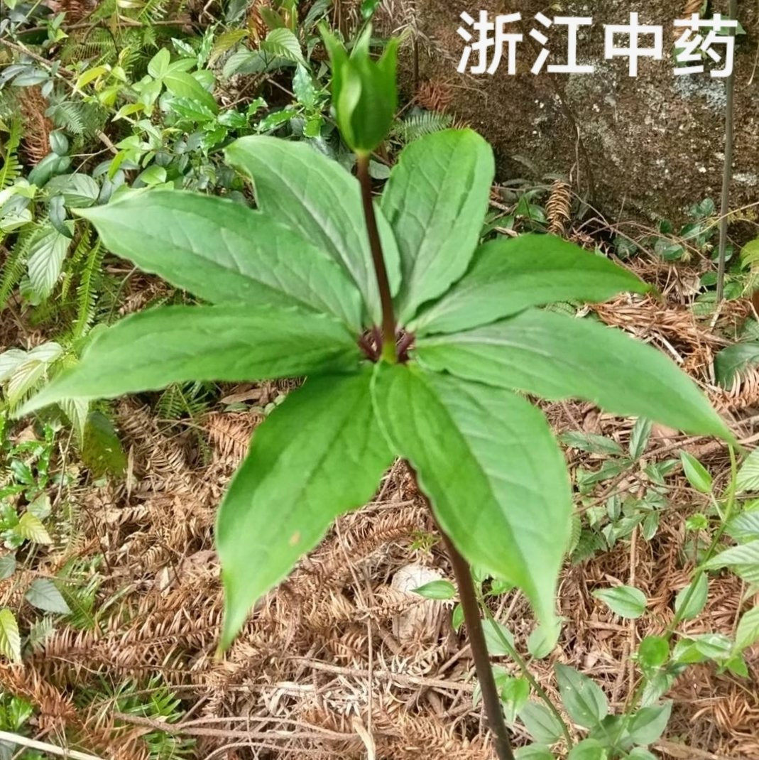 七叶一枝花 重楼蚤休蚩休重台根整休草河车重台草中草药移栽种苗