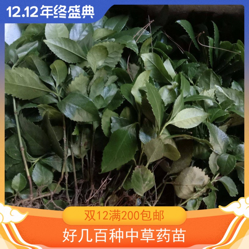 草珊瑚 肿节风九节风九节兰节骨茶竹节草九节花接骨莲竹节茶药苗