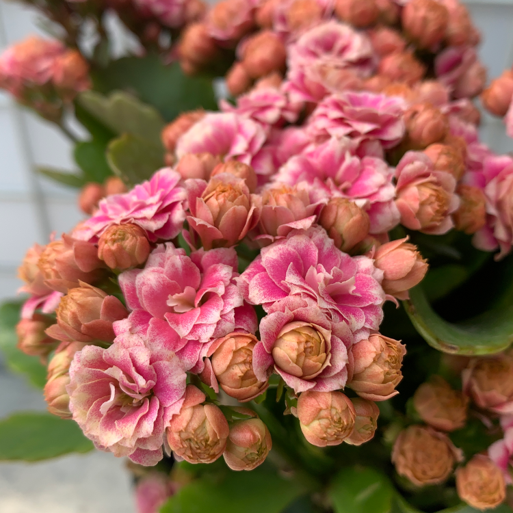 长寿花安娜公主大花扦插枝条易活四季花卉丽波的长寿花盆栽花卉