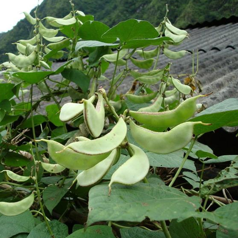 寿光寿信种业的优惠券大全—绿眉豆花浅紫色扁型扁豆角春季秋季高产