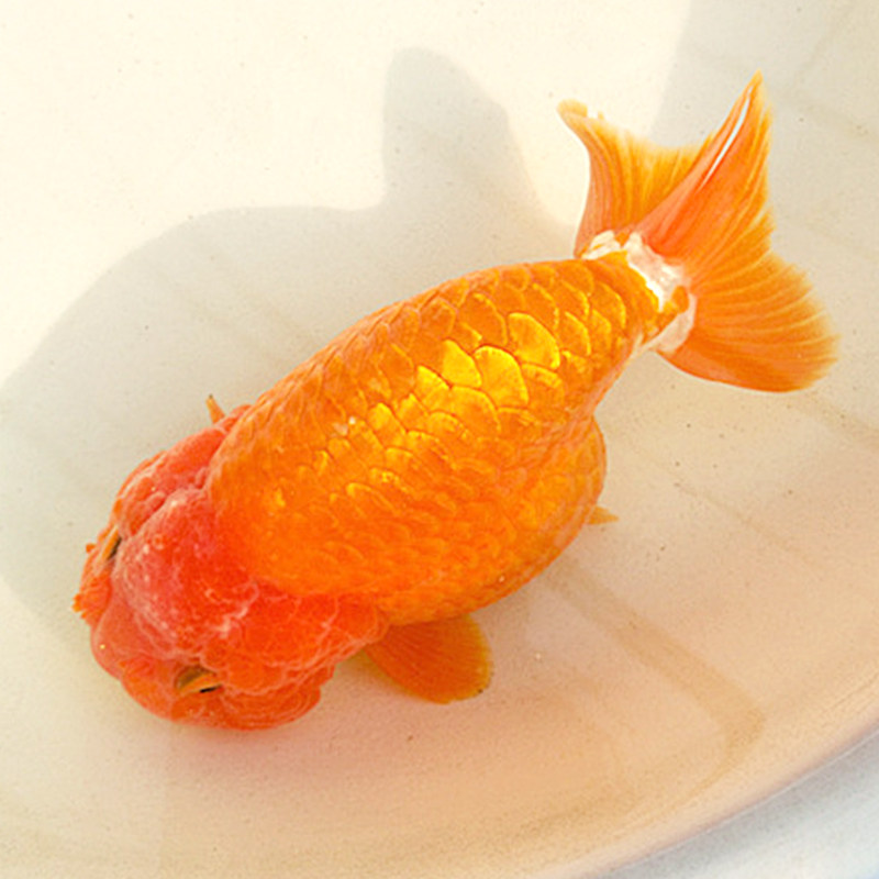 特价鱼活体 冷水 招财_金鱼活体观赏鱼冷水鱼兰寿小型蝶尾红寿 招财鱼