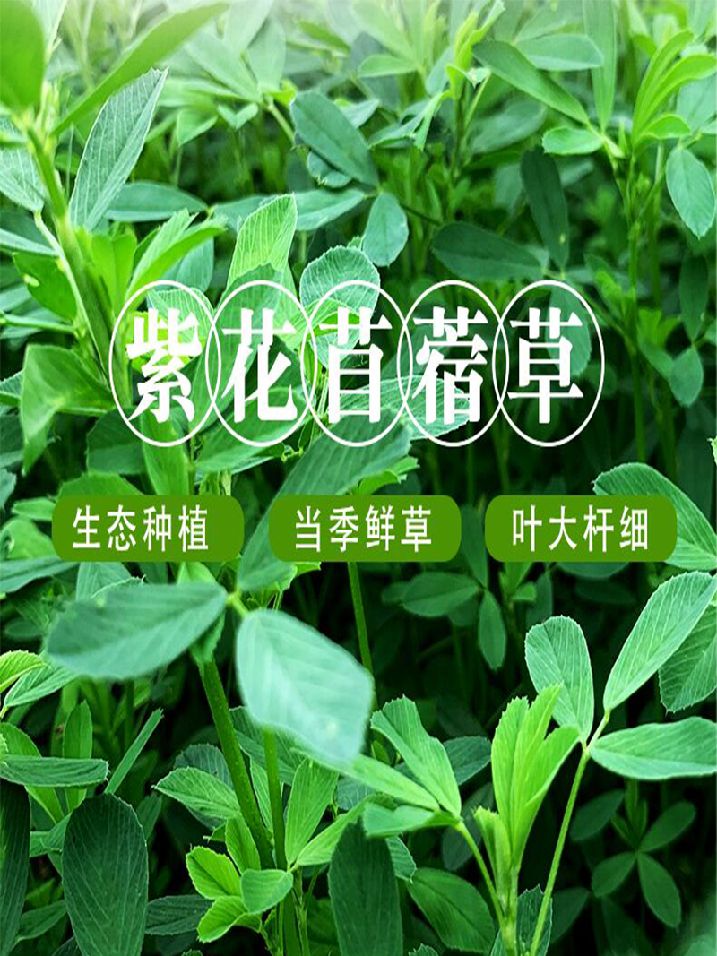 (今日10折)宠物干草2021新草紫花苜蓿草幼兔粮兔草