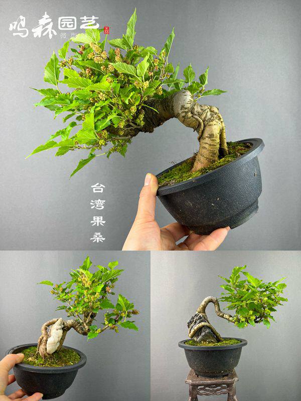 一手托进口品种台湾果桑盆景观果盆景 精品果树盆景 能看又能吃