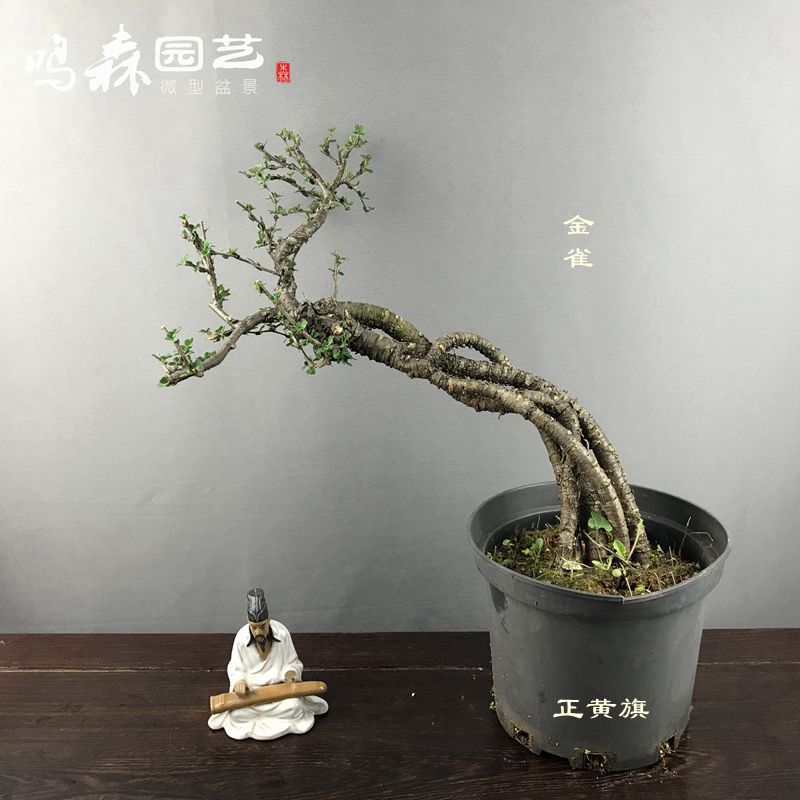 精品提根金雀 盆栽 观花观叶中药材盆景全身是宝盆景