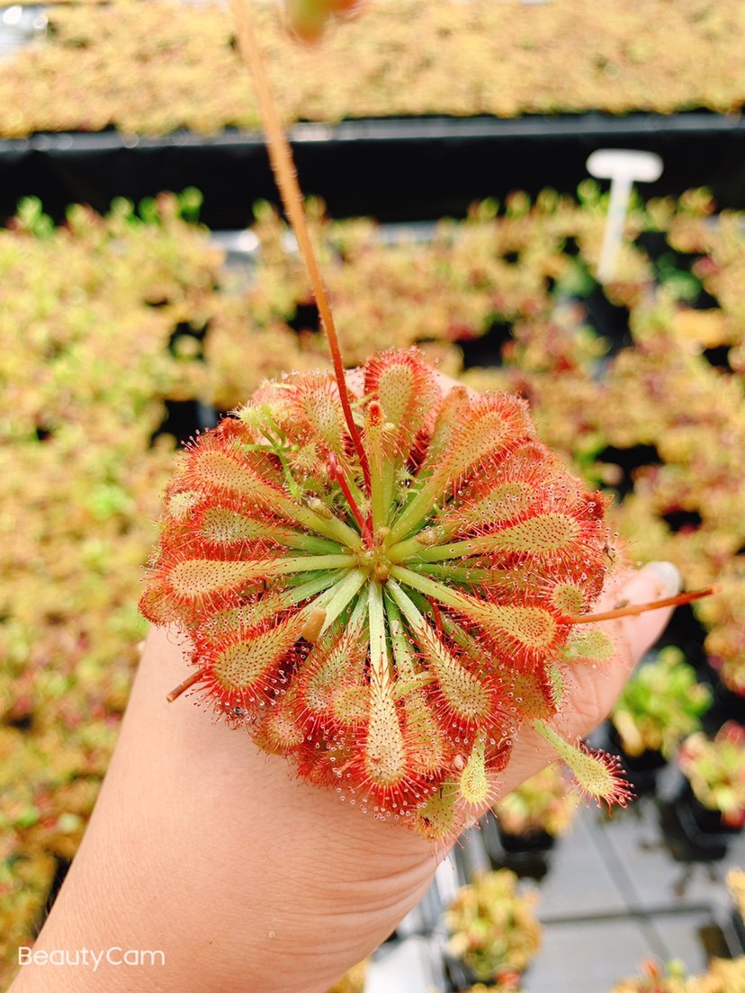 【洛弗丽茅膏菜带懒人花盆】食虫植物
