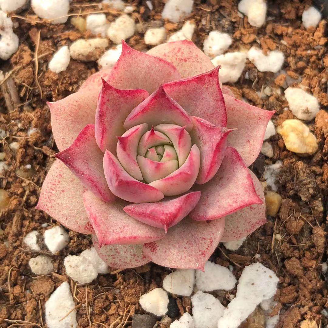 正版小海螺精品多肉一物一拍稀有品种贵货新品杂交限时福利花羊派