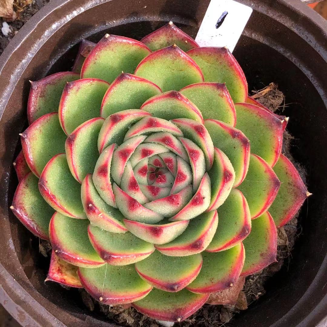 月亮石精品多肉贵货大颗一物一拍植物盆栽室内绿植满包邮 花羊派