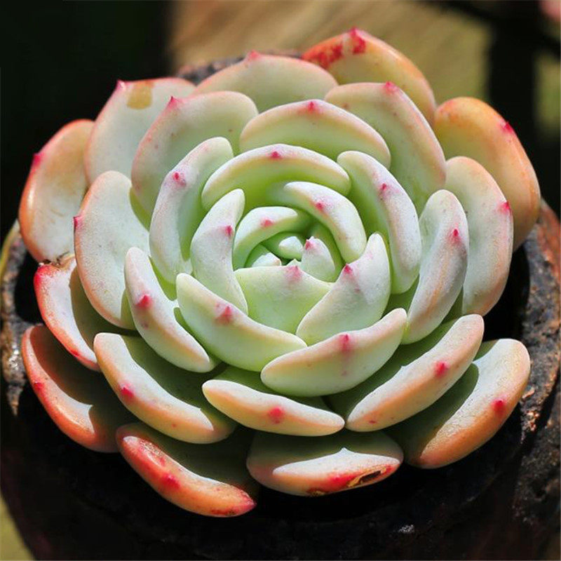 萱萱多肉植物园的优惠券大全