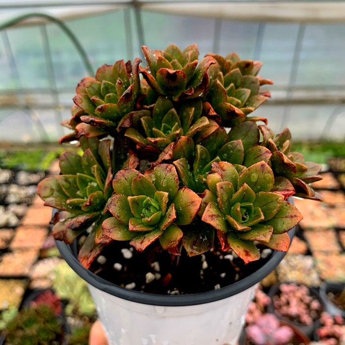 萱萱多肉植物园的优惠券大全