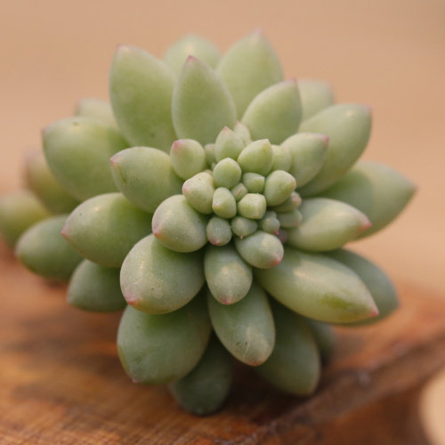 萱萱多肉植物园【龙骨玉坠】办公室阳台绿植花卉吸甲醛防辐射盆栽