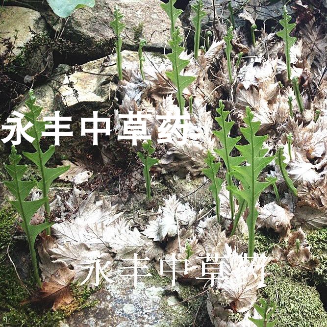 新鲜骨碎补天然岩连姜毛姜爬岩姜石岩姜石碎补500g材