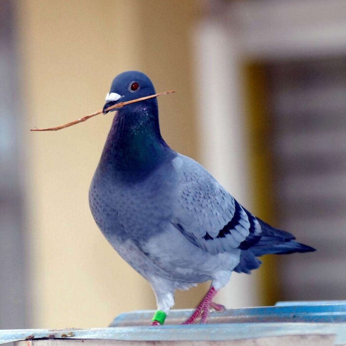 省3元 信鸽种鸽肉鸽元宝鸽原配一对鸽子活体鸽幼鸽青年鸽白羽王天落