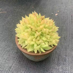 黄金宝草樱水机静鼓玉扇十二卷玉露多肉植物喜阴好养办公室小盆栽