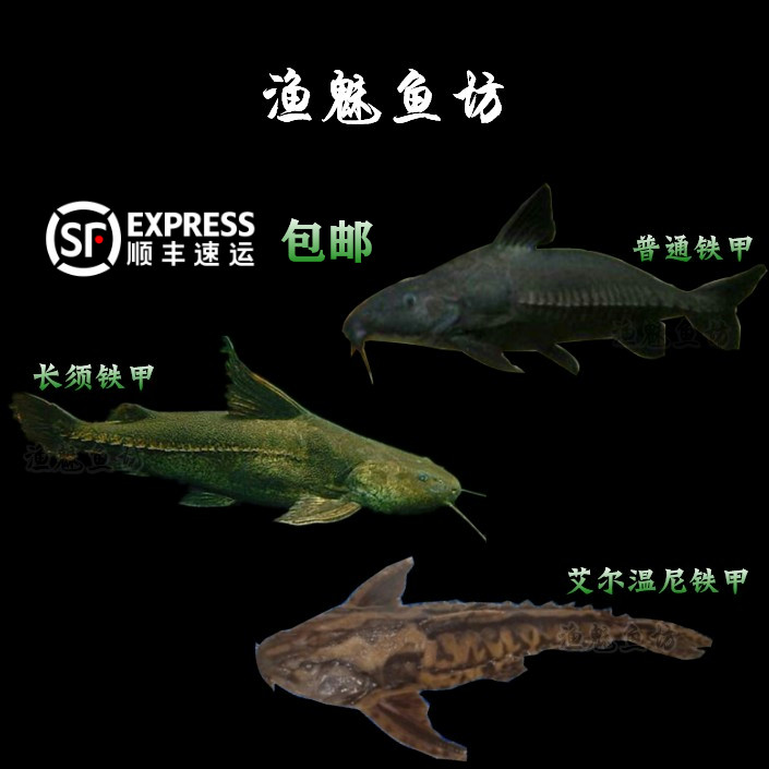 渔魅鱼坊普通铁甲武士鱼活体艾尔温尼铁甲长须铁甲底栖大型鱼鲶鱼