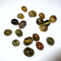 鱼池热带鱼缸净化水质黄金蚬观赏螺小河蚌小溪