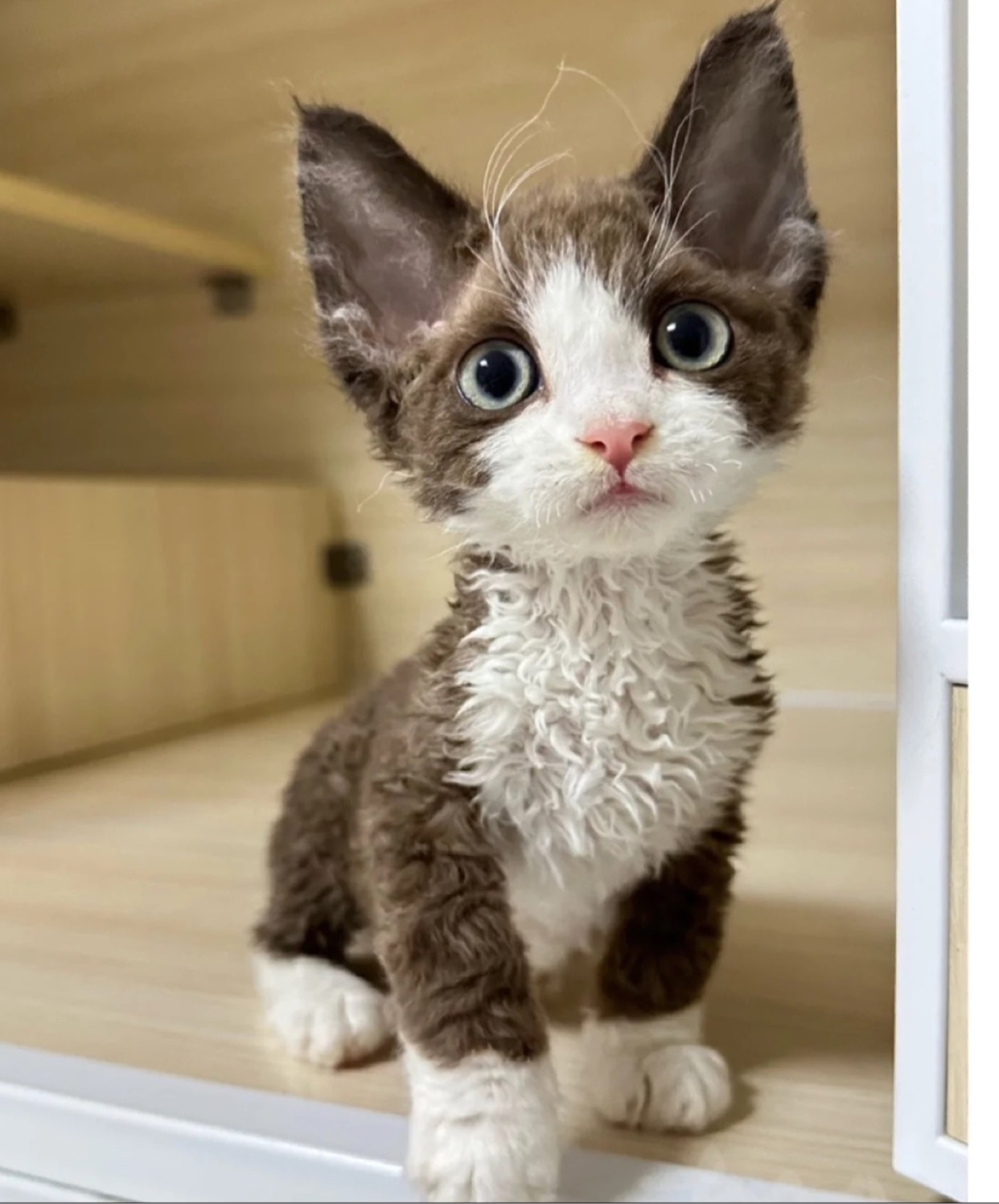 德文卷毛猫幼猫纯种赛级血统宠物猫幼崽不掉毛帝王猫活体猫咪德文