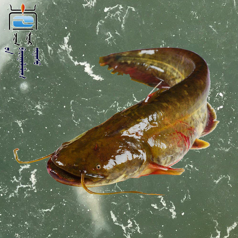 查干湖鲇鱼2.5斤装每条半斤左右怀子