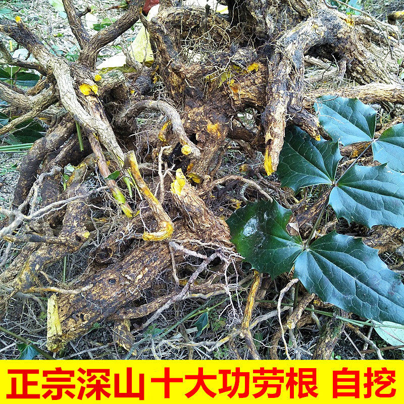 中草药深山十大功劳根阔叶木纯根干片500g山黄连刺土黄柏猫儿头