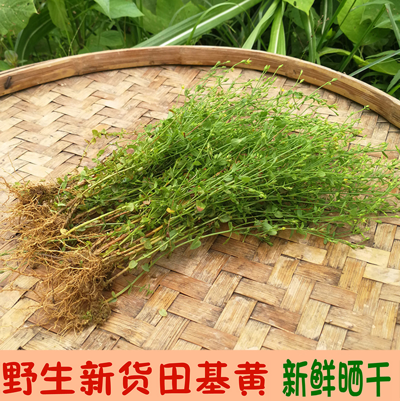 野生田基黄地耳草新鲜晒干地雀舌草500g无硫田基黄中药材