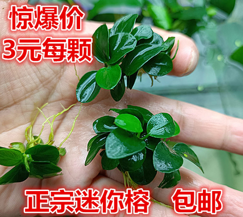 正宗日本迷你榕水草阴性草鱼缸造景淡