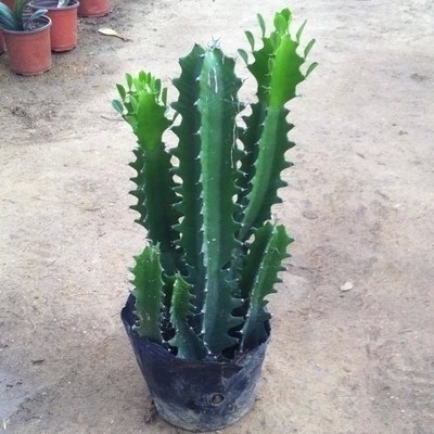 盆栽植物多肉植物龙骨 青龙骨防辐射 室内桌面小绿植花卉盆景